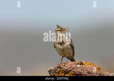 Lark crestato Galerida cristata, canto adulto da persico roccioso, Kalloni Salt Pans, Lesvos, Grecia, aprile Foto Stock