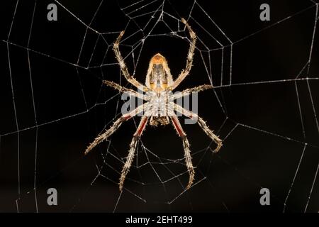 Spider + web, foresta pluviale amazzonica, fiume Napo, Yasuni, Parco Nazionale di Yasuni, Ecuador, Foto Stock