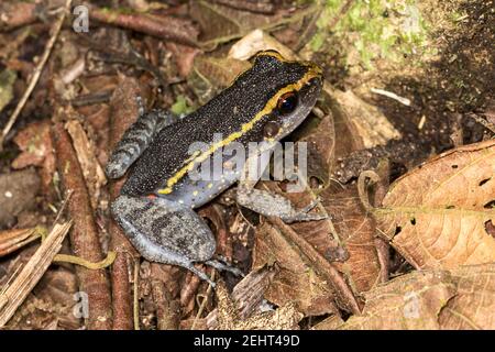 Rana di freccette di veleno aka rana di freccette, rana di veleno o ex rana di freccia di veleno, nella famiglia Dendrobatidae, foresta pluviale amazzonica, fiume Napo, Yasuni, Foto Stock