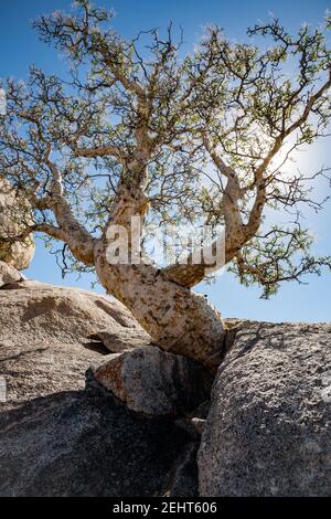 Albero di elefante retroilluminato Bursera microfilla che cresce da una fessura di roccia in Baja California, Messico Foto Stock