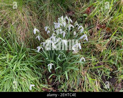 Primo piano di un gruppo di Snowdrops bianchi selvatici in fiore d'inverno (Galanthus) che crescono su una banca erbosa in un giardino nel Devon rurale, Inghilterra, Regno Unito Foto Stock