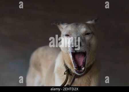 Cane dagli occhi scuri da vicino. Primo piano ritratto arrabbiato cane con bocca aperta. Pericoloso cane abbaiare all'aperto in posizione di attacco. Foto Stock