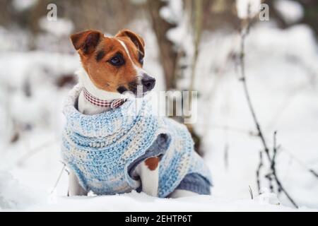 Piccolo Jack Russell terrier seduto su campo innevato indossando maglia bianco blu ponticello, guardando curioso Foto Stock