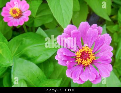 Primo piano di un fiore Foto di alta qualità Foto Stock