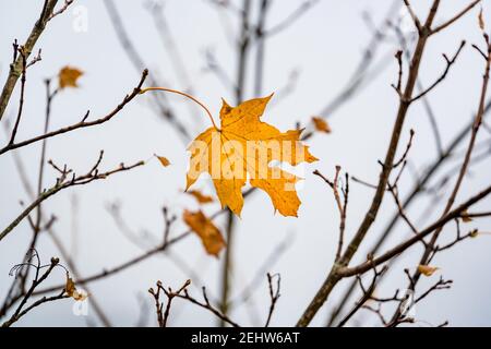 l'autunno parte su un ramo Foto Stock