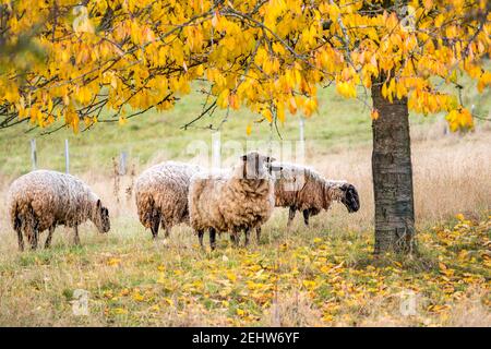 pecora sotto albero in autunno Foto Stock