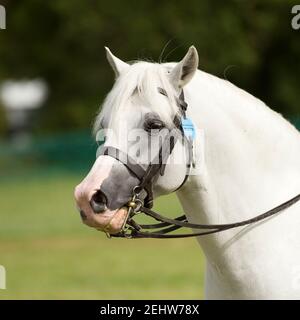 stallone di pony di montagna gallese Foto Stock