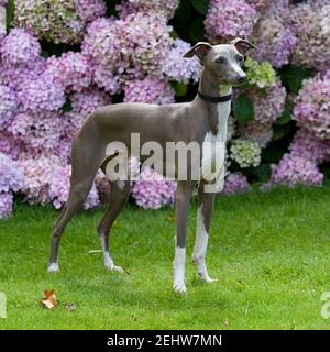 Levriero Italiano cane Foto Stock