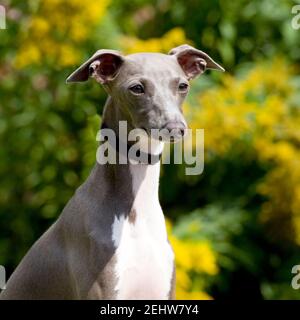 Levriero Italiano cane Foto Stock