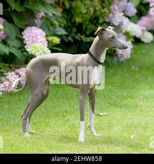 Levriero Italiano cane Foto Stock