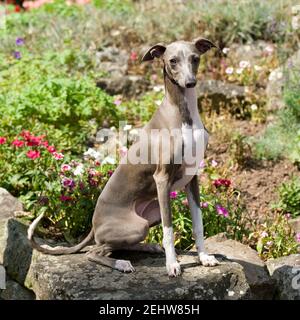 Levriero Italiano cane Foto Stock