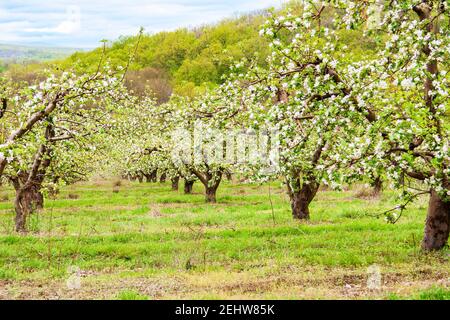 frutteto con alberi di mele durante la fioritura Foto Stock