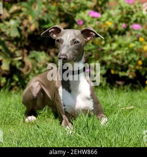 Levriero Italiano cane Foto Stock