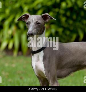 Levriero Italiano cane Foto Stock