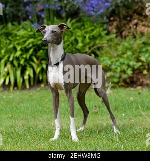 Levriero Italiano cane Foto Stock