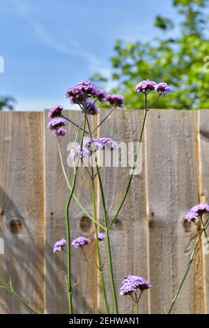 Verbena bonariensis in fiore in viola che cresce accanto al recinto di legno in estate con cielo blu Foto Stock