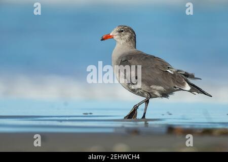 Il gabbiano di Heermann Larus heermanni, foraggiando lungo la costa, Morro Bay, California, USA, Ottobre Foto Stock