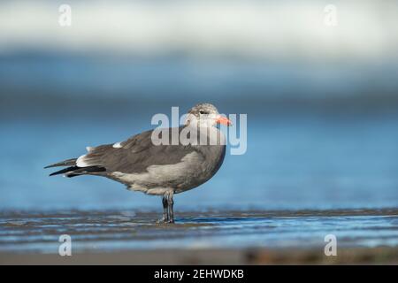 Il gabbiano di Heermann Larus heermanni, foraggiando lungo la costa, Morro Bay, California, USA, Ottobre Foto Stock