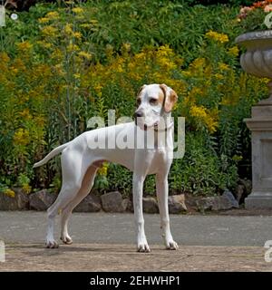 Cane puntatore inglese Foto Stock