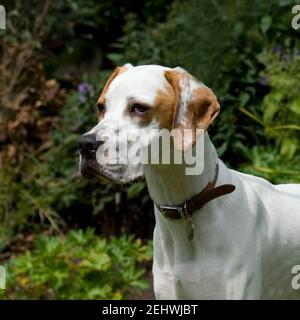 Cane puntatore inglese Foto Stock