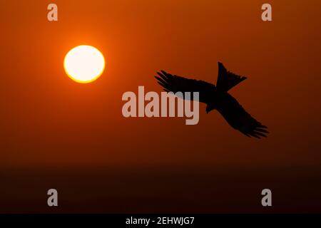 Silhouette di un aquilone rosso (Milvus milvus) in volo al tramonto, Regno Unito. Foto Stock