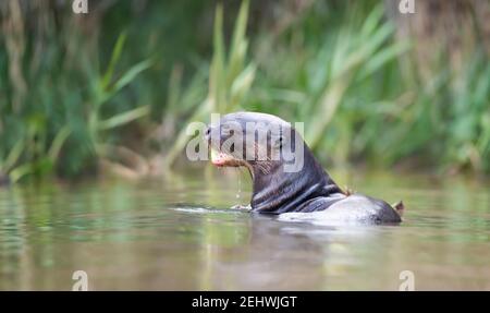 Primo piano di una lontra gigante che mangia pesce in un fiume, Pantanal, Brasile. Foto Stock