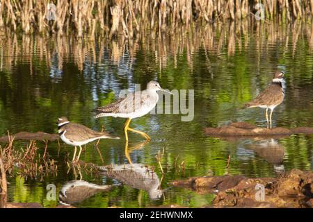 Cosce giallastre maggiori (Tringa melanoleuca) gamba gialla maggiore in piedi in un fiume riflesso con l'altro uccelli Foto Stock