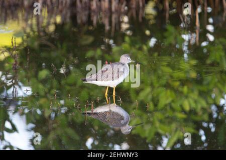 Cosce giallastre maggiori (Tringa melanoleuca) maggiore gamba gialla in piedi in un fiume riflesso Foto Stock
