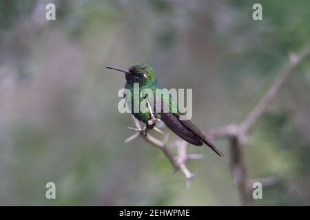 Verde e grigio cubano smeraldo che rombano uccello riposante su un Ramo con sfondo verde naturale a Cuba Foto Stock