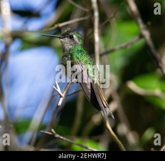 Verde e grigio cubano smeraldo che rombano uccello riposante su un Ramo con cielo e tronco d'albero dietro a Cuba Foto Stock