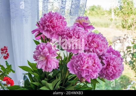 Un grande bouquet di fiori rosa peonie in piedi nel camera accanto alla finestra Foto Stock