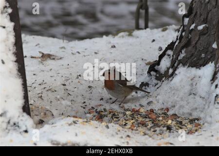 Un piccolo robin si siede su un terreno innevato alla ricerca di cibo Foto Stock