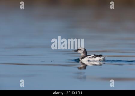 Pigeon guillemot Cepphus columba, nel piumaggio invernale, Elkorn Slough, Moss Landing, California, USA, ottobre Foto Stock