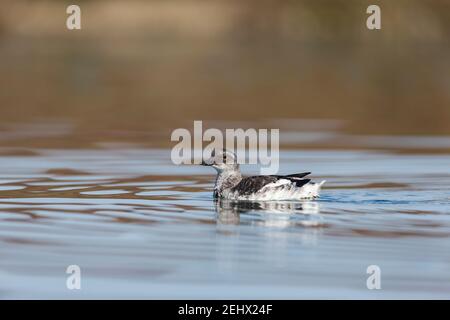 Pigeon guillemot Cepphus columba, nel piumaggio invernale, Elkorn Slough, Moss Landing, California, USA, ottobre Foto Stock