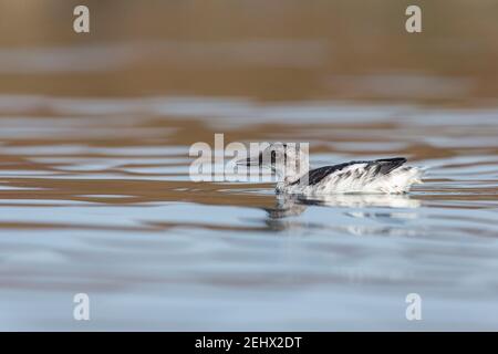 Pigeon guillemot Cepphus columba, nel piumaggio invernale, Elkorn Slough, Moss Landing, California, USA, ottobre Foto Stock