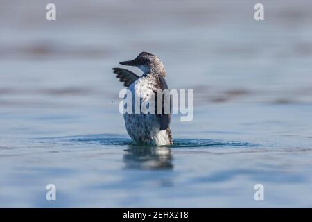 Pigeon guillemot Cepphus columba, nel piumaggio invernale, Elkorn Slough, Moss Landing, California, USA, ottobre Foto Stock