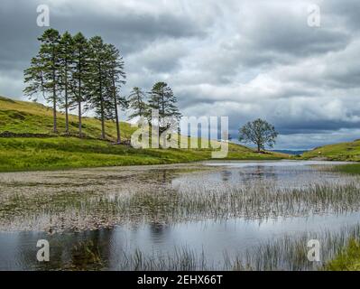 Una vista di School Knot Tarn: Un piccolo corpo d'acqua nel Distretto Inglese del Lago Foto Stock