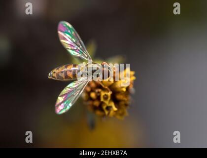 Extreme close up of hoverfly on flower with dark background Foto Stock