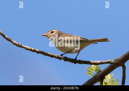 Vista ad angolo basso primo piano di Warbling Vireo su albero filiale Foto Stock