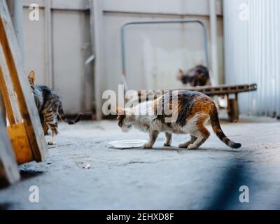il gattino sporco mangia da un piatto sulla strada an camera abbandonata Foto Stock