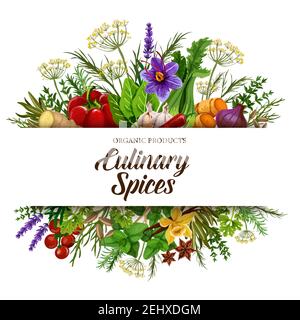 Spezie culinarie con condimenti vegetali, erbe e condimenti. Pepe vettoriale, basilico e pomodoro, zenzero, aglio e vaniglia, anice, timo e rosmarino Illustrazione Vettoriale