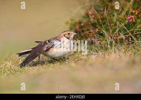 Un primo inverno maschile Lapponia Bunting o Lapponia Longspur (Calcarius lapponicus) sul terreno costiero di St Mary's, isole di Scilly, Regno Unito, nel mese di ottobre Foto Stock