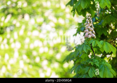 Candela di castagno spagnola su sfondo luminoso. Spazio libero su copyspace. Aesculus hippocastanum Foto Stock