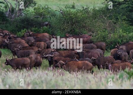 Bufali africani, caffer Syncerus, Tsavo, Kenya. Foto Stock