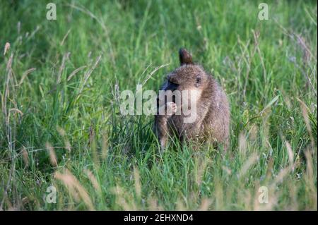 Un babbuino giallo, Papio hamadryas cnocefalo, Tsavo, Kenya. Foto Stock