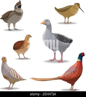 Specie di uccelli, stagione di caccia, pollame vettore isolato. Oca e gallo, beccale e fagiano, quaglia e pernice. Foresta alata e anim piume Illustrazione Vettoriale