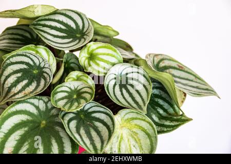 Cocomero peperomia (peperomia argyreia) pianta con l'attraente motivo a strisce su sfondo bianco. Foto Stock