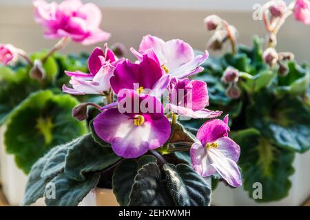 Violetti africani (Streptococarpus sez. Saintpaulia) con fiori rosa e viola in pentole decorative su un soleggiato davanzale. Foto Stock