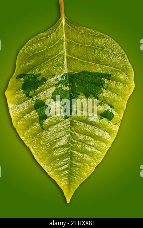 foglia verde con una mappa del mondo, concetto di giorno di terra Foto Stock