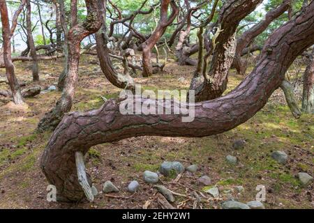 Vecchio tronco di pino gnarled Foto Stock